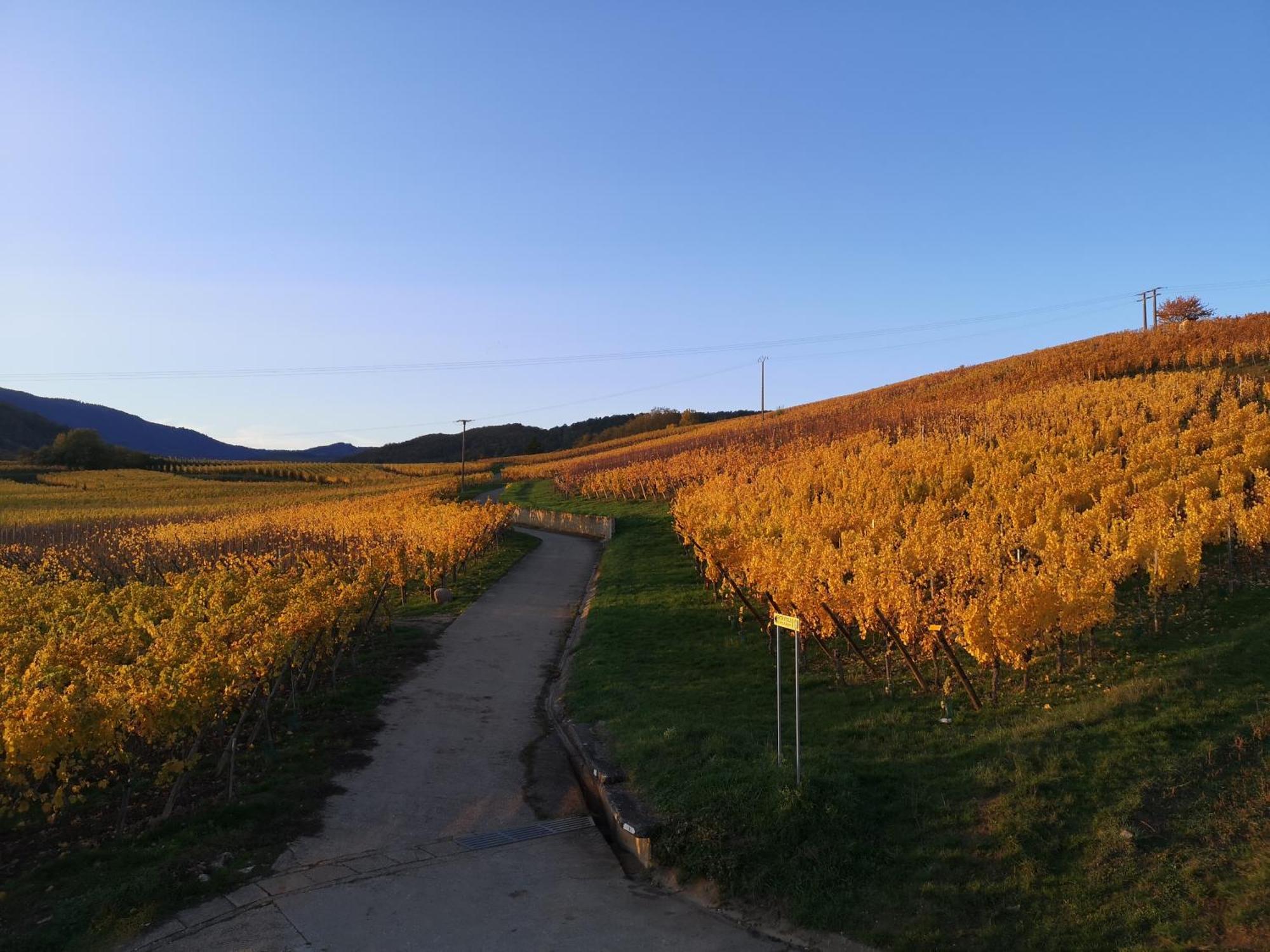L'Altenberg Bergheim Esterno foto