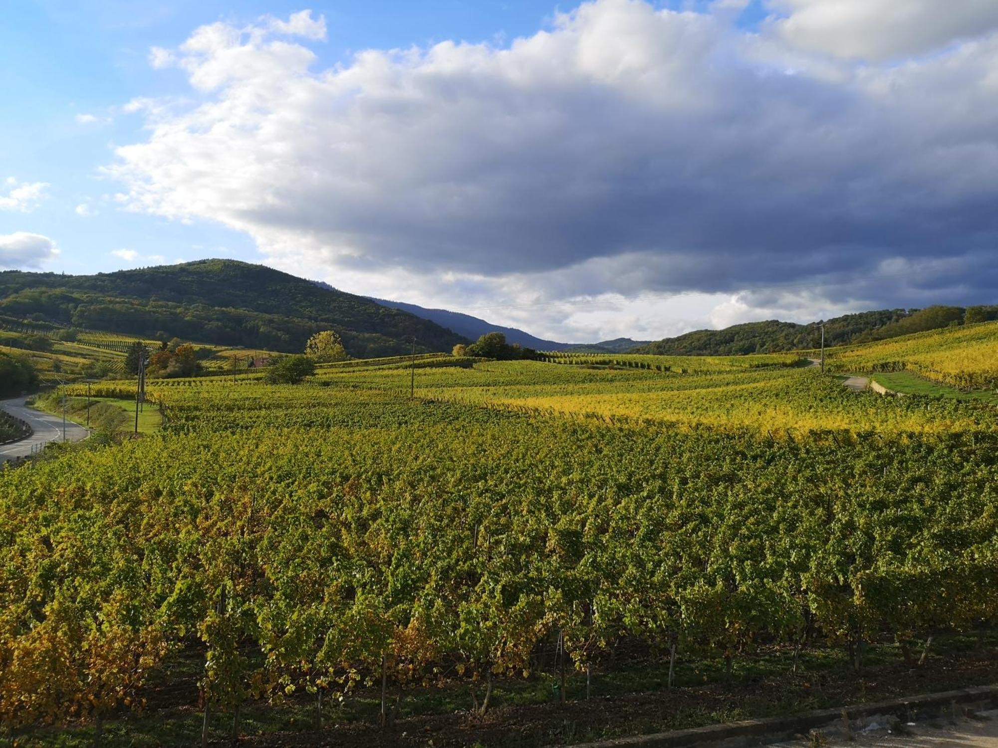 L'Altenberg Bergheim Esterno foto